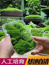批发青苔苔藓植物鲜活白发藓生态瓶微景观盆栽室内兰花假山造