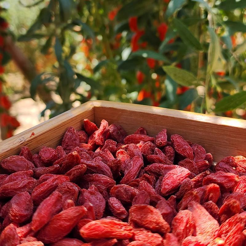 Red Goji Berries Gouqizi Dried Wolfberry Fruit 500g for Tea Soup and Daily Herbal Use specifications