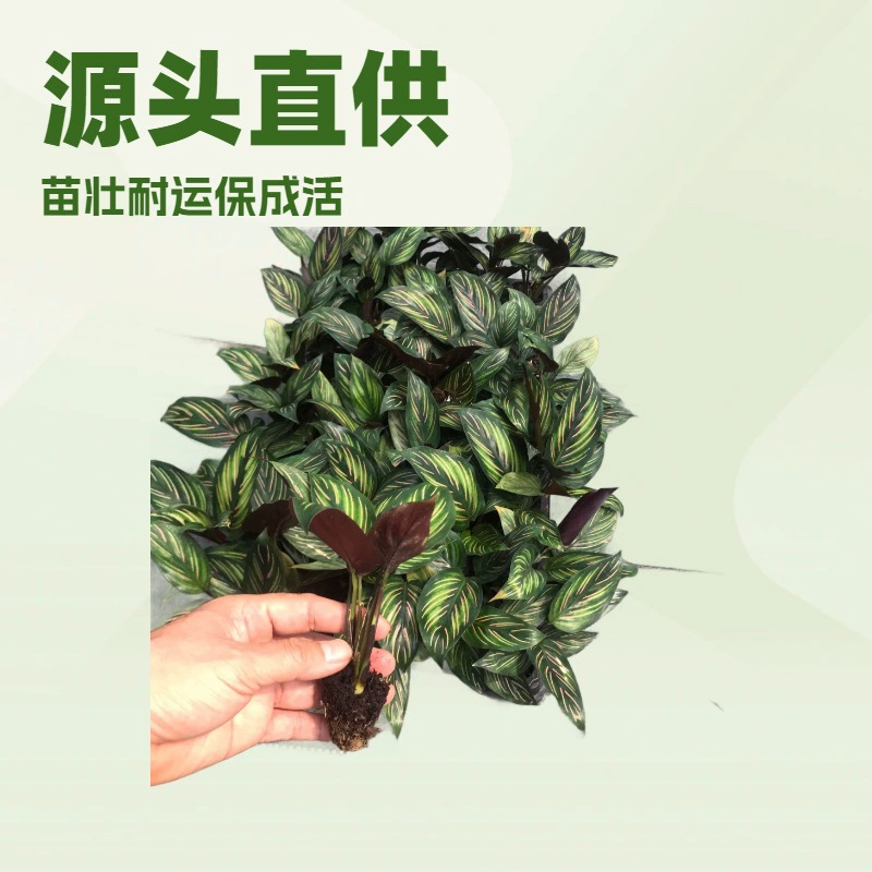 Производители поставляют новые комнатные растения, очаровательные растения «Звездный таро», рассаду цветов, выращенную методом тканевого культивирования, оптом.