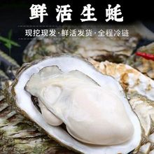 生蚝大量批发 鲜活水产牡蛎产地5斤整箱代发带壳海蛎子