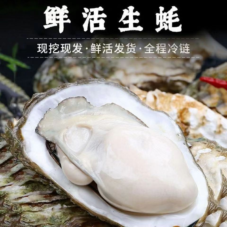 生蚝大量批发 鲜活水产牡蛎产地5斤整箱代发带壳海蛎子