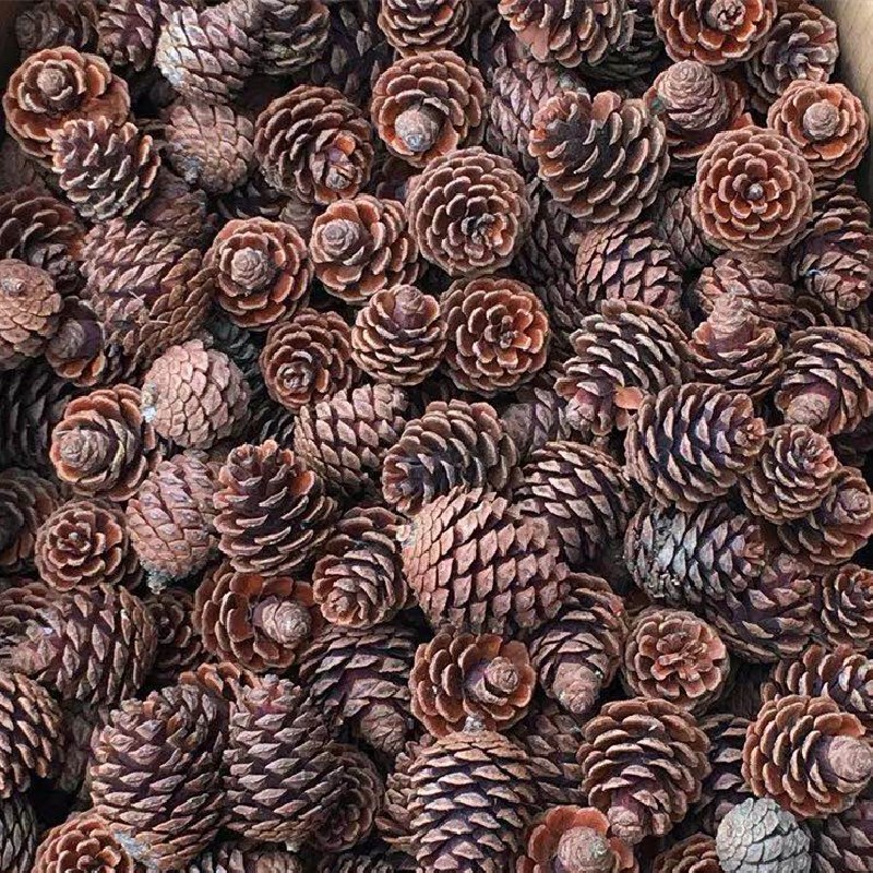 Cheap Pine Cone Decoration Christmas Wild Pine Tower Dried Flower Branch Kindergarten Creative Pine Cone Handmade diy Material Cheap Pine Cone Decoration Christmas Wild Pine Tower Dried Flower Branch Kindergarten Creative Pine Cone Handmade diy Material