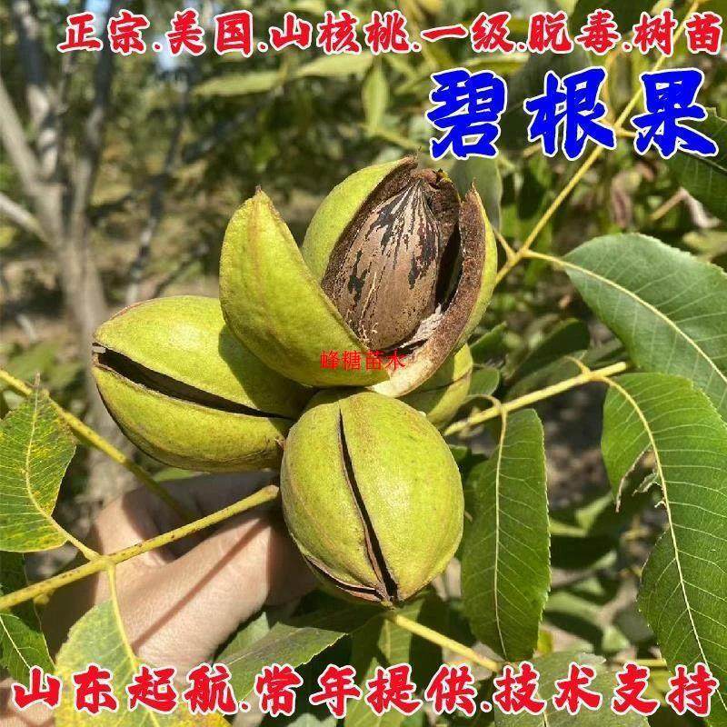 嫁接碧根果树果苗美国山核桃树苗南北方种植薄壳核桃苗南北方种植