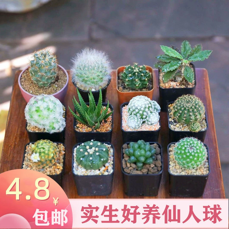 Комбинация с кактусом