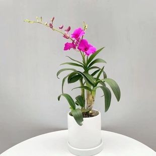 Dendrobium with Flowers Splashed with Ink Blooms in All Seasons and Blooms Very Fragrant. the Whole House Is Fragrant and Repels Mosquitoes
