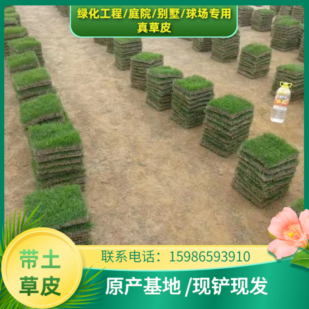 草皮基地长期供应草皮 台湾草 工程绿化品种齐全大量批发价格优惠