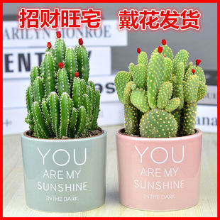 Cactus Potted Plant, Fortune Palm, Succulent Plant, Living Room Green Plant, Flower, Indoor Office Desktop, Easy to Maintain Manufacturer