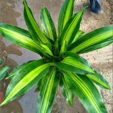 ��߅�����F������ ����Ѫ��  �҃�ֲ��  �͏d�Gֲ ����ľ Ҳ�T�F