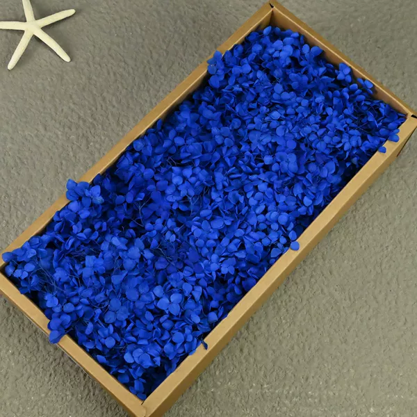 B -level Anna hydrangea treasure blue
