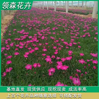 欧石竹花苗四季开花 彩虹石竹 宿根花卉批发  设计绿化栽种一条龙