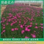 绿化四季一条龙开花花卉