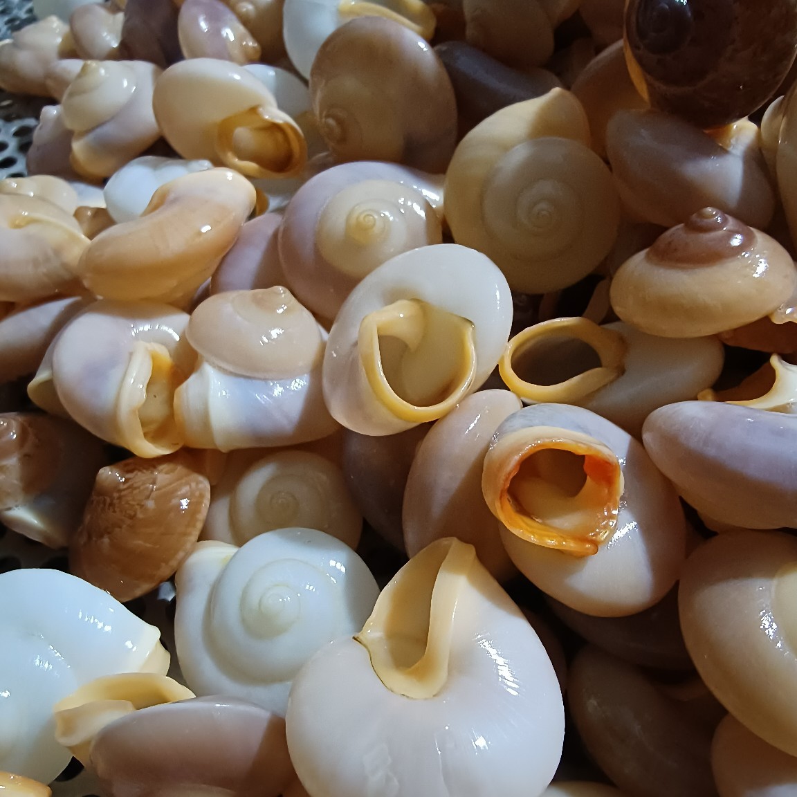 Golden snail, natural small seashells, conch, starfish, fish tank DIY handmade marine glass drift bottle accessories