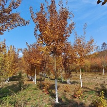 东北苗圃五角枫 东北耐寒五角枫 绿化行道树 辽宁五角枫 五角枫球