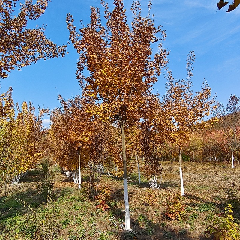 东北苗圃五角枫 东北耐寒五角枫 绿化行道树 辽宁五角枫 五角枫球