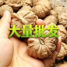 厂家直销平谷大肚南瓜墩散籽狮子头虎头白狮子各类核桃大量批发