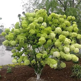 盆栽;其他园林植物;干花