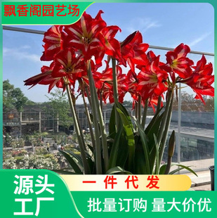 Amaryllis Bulbs Amaryllis Flower Seedlings Balcony Potted Bulbs Flower Bulbs Shipped with Buds