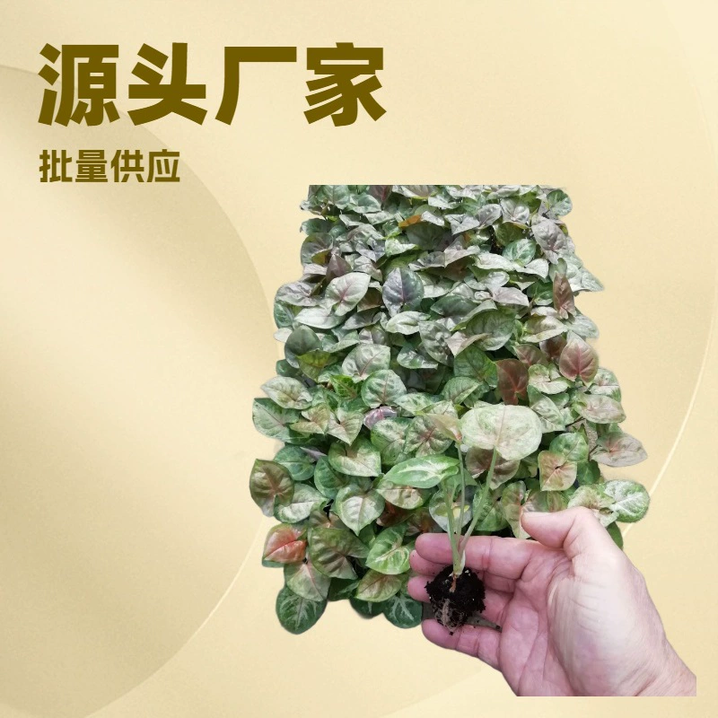 Источник производители поставляют большое количество офисных домашних цветов зеленые растения шоколад Мария фрукты Таро саженцы оптом