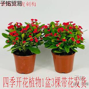 ���Ļ������F���Ļ���÷�����ļ��_��ֲ���҃����̨ͥԺ�����Gֲ