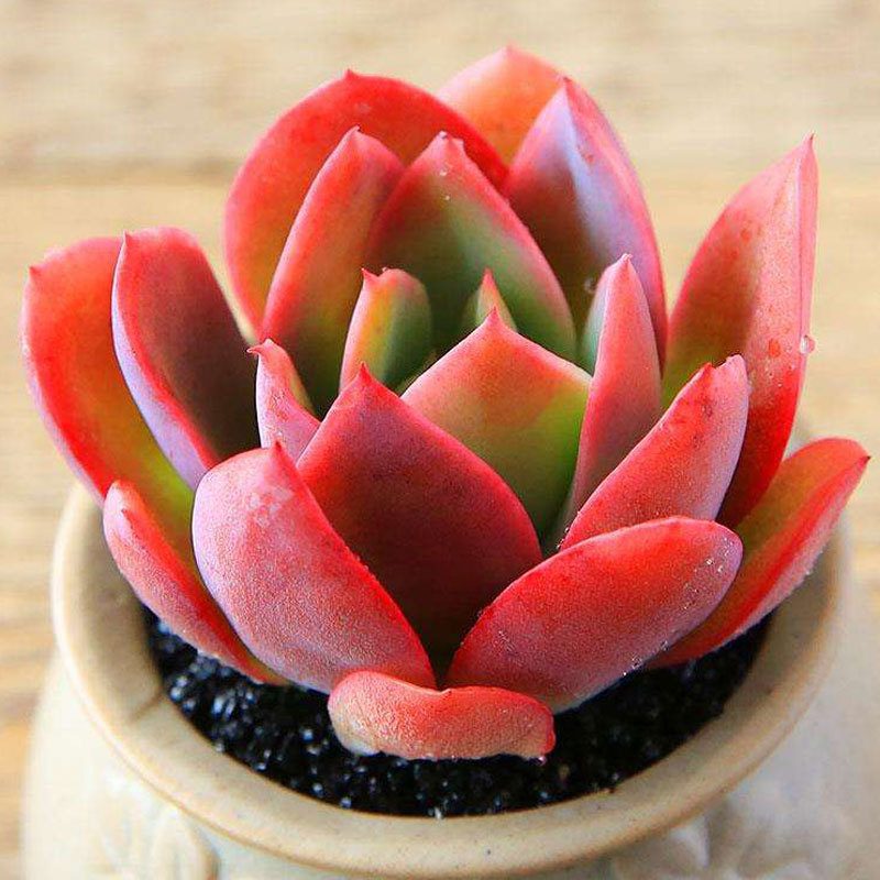 Qiluo 4-5cm (배송 준비 완료)