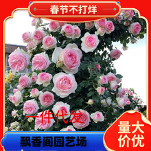 一件代发蔷薇花苗藤本月季特大花树庭院爬藤植物花卉盆栽阳台玫瑰