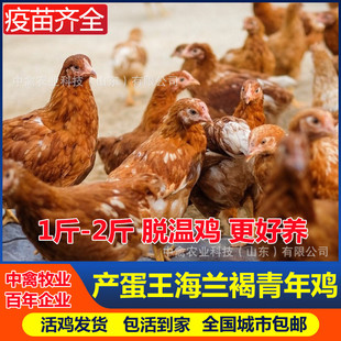 蛋雞品種圖片 - 海量高清蛋雞品種圖片大全 - 阿里巴巴