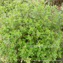 马约兰 马约兰品牌 图片 价格 马约兰批发 阿里巴巴