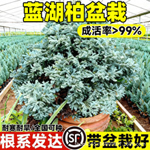 �{���������{ɫ������ͥԺ�{���ؘ��绨�R�쾰�Gֲ���ͺ��ļ�����