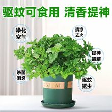 柠檬薄荷盆栽可食用水培土培驱蚊办公室绿植桌面绿植好养一件起批