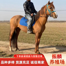 �������u�ɹ��R�� �ɹ��R�R�x ���R�Ă�Ʒ�N���R�þ��^�^�p�R