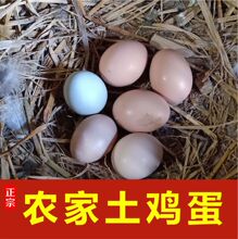大别山土鸡蛋山上散养土鸡绿壳红壳土鸡蛋批发