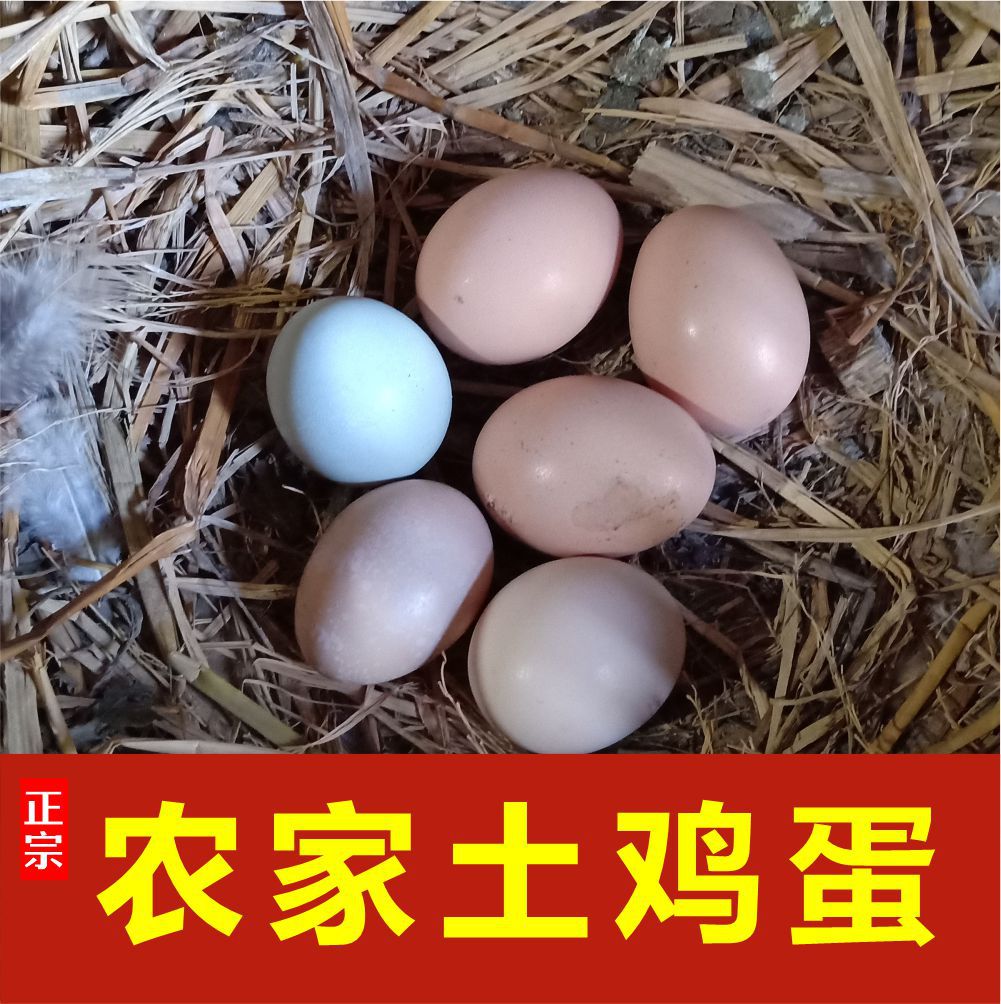 大别山土鸡蛋山上散养土鸡绿壳红壳土鸡蛋批发