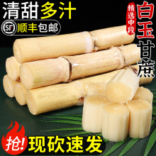 广西木格白玉甘蔗正宗木格白玉蔗新鲜特产水果当季玻璃脆现砍现发