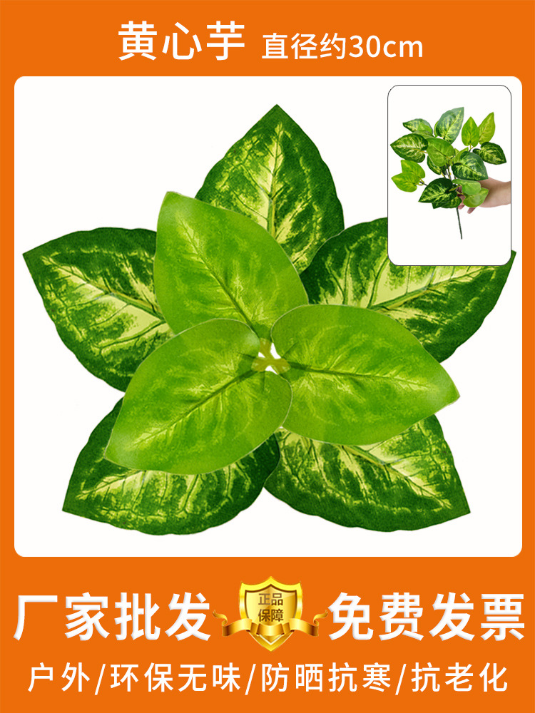 Taro amarillo