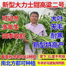 甜高粱种籽喂羊的饲料草畜牧多年生牧草种子饲用大力士甜高粱种子