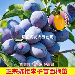 �������ă���÷Ů����÷�ʺ�޽��������ϱ����Nֲ���m���tϲ÷��