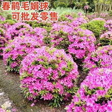 ë���N���Ͼ껨��e��ͥԺ���������ļ�����G������ֲ�ﴺ���N��