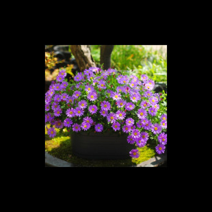 Perennial Chrysanthemum Seedlings, Blooming in All Seasons, Balcony Courtyard Potted Flower Beds, Cold-Resistant Flower Seeds
