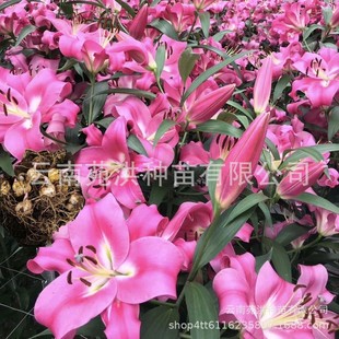 ���m�M����ˮ�ٺϷN�� �ٺϷN�� �ļ��_�������ذ��Ʒ�����r�л�