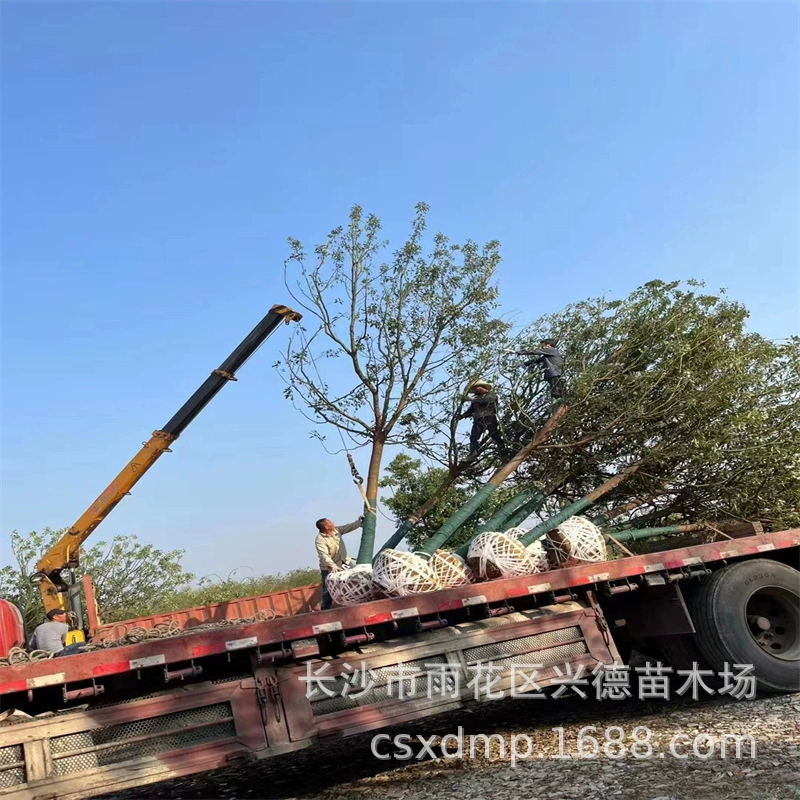 Оптовая продажа саженцев камфоры Хунань 8-12-14 см, полная крона, черная почва, камфорное дерево, камфора специальной формы, многоголовая камфора