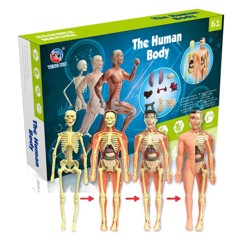 Modelo de estructura del cuerpo humano juguete para niños stem cognitivo ciencia y educación rompecabezas ensamblaje de órganos esqueleto esqueleto fabricante de estructura