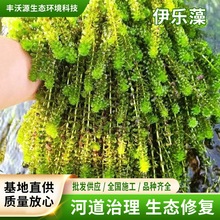 ���������ˮ�|�G������ˮ�������B���^����ˮ��ֲ��ˮ��ֲ�����