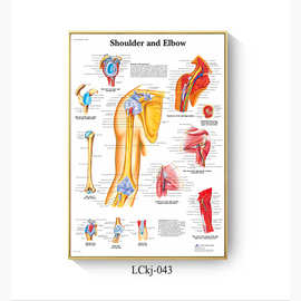 人体解剖学医学艺术品墙图片肌肉骨骼老式北欧海报帆布画喷绘画芯