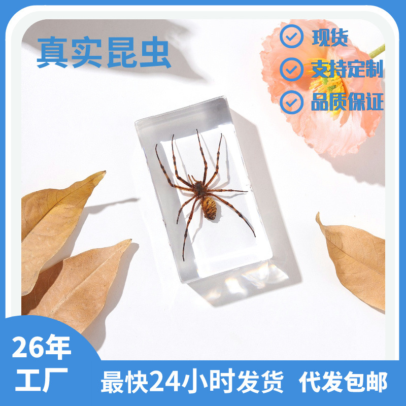 Zhenfang Craft Factory Self-operated Real Insect Specimen Shake拼Taobao面单 Picture-to-sample Primary School Education Science Kits