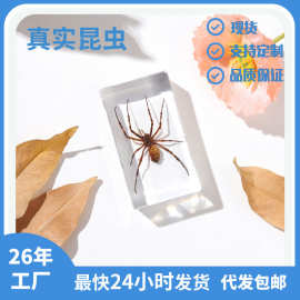 振方工艺品厂厂家自营真虫标本抖拼淘面单来图打样小初高教育科普