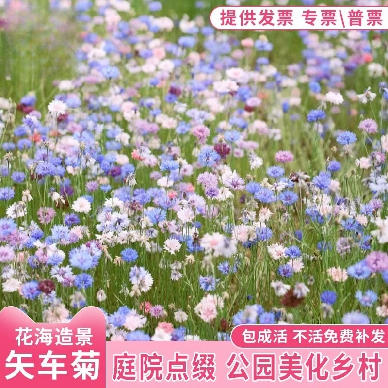 Семена кульбабы легко выращивать, космос, персидский космос, гвоздика, садовое цветочное море, всесезонное посевное семя цветов.