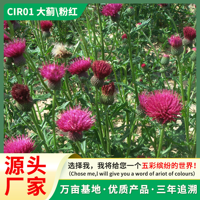 野生大蓟种子 草药大刺盖剌儿菜山萝卜将军草鞋刺土红花牛口刺根