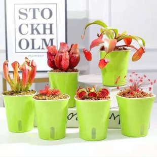 ��ʳ���ļ���ֲ�Nֲ�҃Ⱥò�ω�������B�׻�Gֲ�i�\��ȤζС����