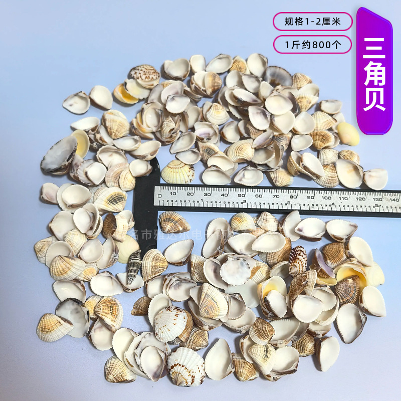 天然法螺貝 卸売供給源 魚水槽造園 工芸品 消耗品 1-10cm シェル|undefined