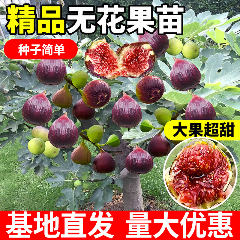 无花果树果苗波姬红特大果带果矮化盆栽四季南方北方种植当年结果